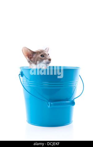 Poco siamese Gattino nel secchio blu isolate su sfondo bianco Foto Stock