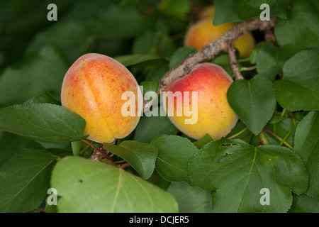 Albicocca, Aprikose, Aprikosen, Marille, Marillen, frutta, albero fruttiferi, albero da frutto, Obst, Obstbaum, Prunus armeniaca Foto Stock