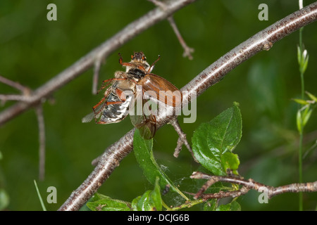 Red-backed shrike, preda spiked, cockchafer, Neuntöter, Rotrückenwürger, Lanius collurio, beute, aufgespießt, Maikäfer Foto Stock