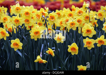 Gigli che fiorisce in Olanda. Dei 1.700 varietà di tulipani e giacinti e gigli, circa il 80% provengono dall'Olanda. Foto Stock