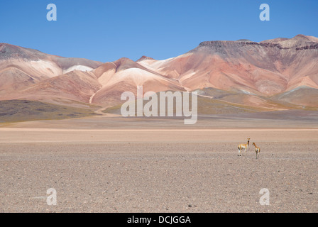 Vicuñas nel deserto di Siloli, Bolivia Foto Stock