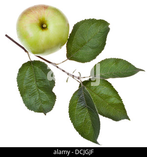 Vista superiore di apple ramo di albero con foglie verdi e fresche apple isolati su sfondo bianco Foto Stock