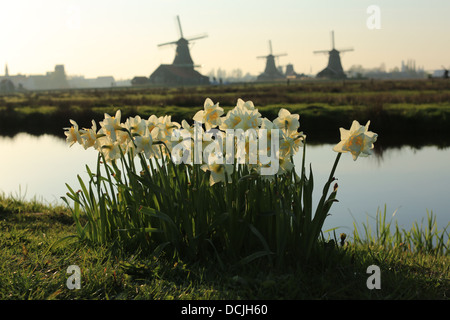 Gigli che fiorisce in Olanda. Dei 1.700 varietà di tulipani e giacinti e gigli, circa il 80% provengono dall'Olanda. Foto Stock