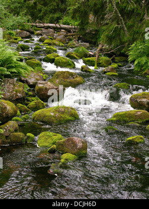 Brook, sul fiume rivolo, stream, Torrente di montagna, Bach, Fluß, Fluss, Naturnaher Bach mit Steinen, Gebirgsbach Foto Stock