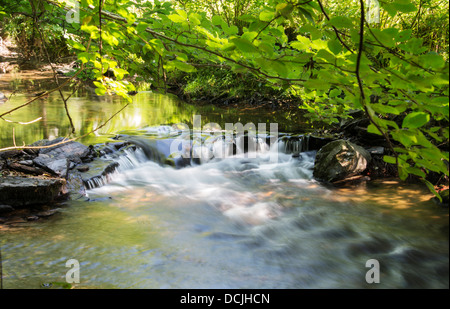 Esecuzione di acqua nel fiume Semois in Belgio la natura Foto Stock