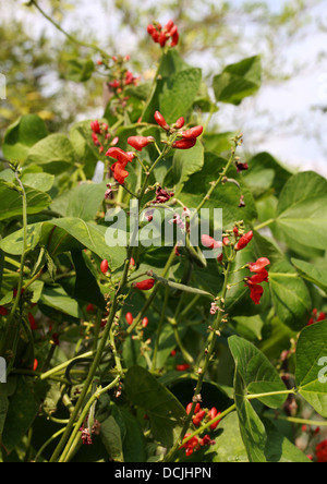 Runner Bean, Scarlet Runnerbean o Multiflora fiori di fagiolo "Stella Polare", Phaseolus coccineus, Fabaceae. Foto Stock