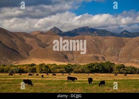 Il bestiame pascola in pascolo di seguito aspre colline vicino a Weldon, Kern County, California Foto Stock