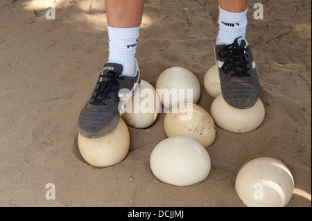 Turista nella fattoria di struzzo in piedi sulle uova di testare come disco sono, Oudtshoorn, Sud Africa Foto Stock