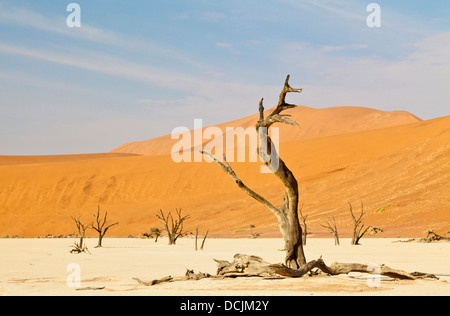 Gli alberi morti nell'argilla pan di Deadvlei in Namibia Foto Stock