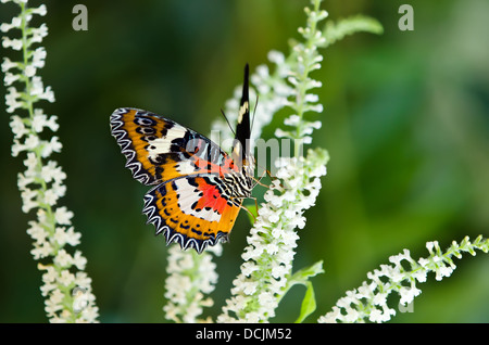 Lacewing Malay alimentazione a farfalla su fiori bianchi Foto Stock