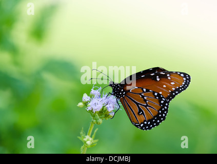 Regina butterfly (danaus gilippus) alimentazione su Gregg di fiori di nebbia Foto Stock