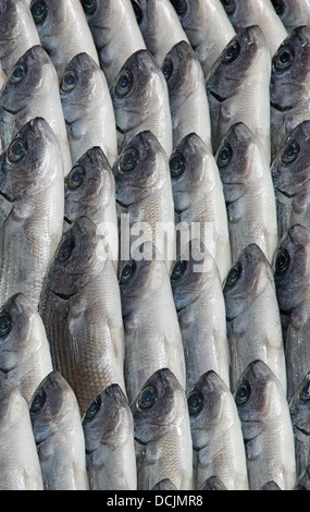 Il fresco pesce di mare nella cassetta, pronti per la vendita Foto Stock