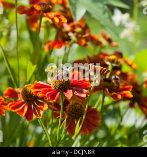 Il miele delle api raccoglie il nettare dai fiori gaillardia close up Foto Stock