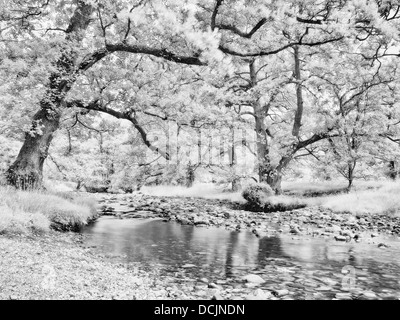 Infrarossi, Fiume Wyre, Abbeystead, Lancashire, Regno Unito Foto Stock