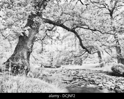 Infrarossi, Fiume Wyre, Abbeystead, Lancashire, Regno Unito Foto Stock