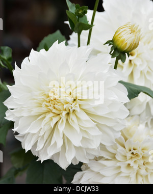 Dahlia bianco fiori,Immagine ravvicinata Foto Stock