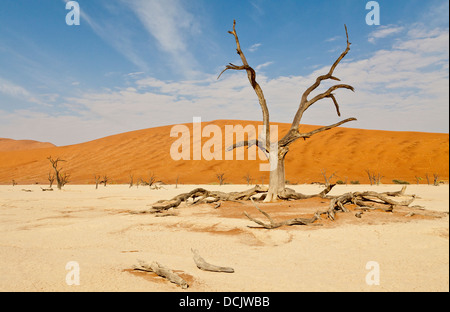 Morto il camel Thorn trees nell'argilla pan di Deadvlei in Namibia Foto Stock