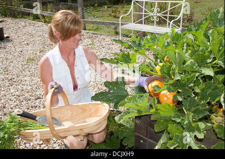 La donna lavora in giardino la raccolta di prodotti freschi provenienti da un letto rialzato Foto Stock