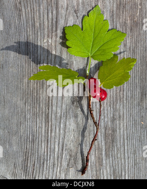 Ribes rosso selvatico ramo su una ruvida non trattata la superficie in legno Foto Stock