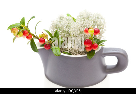 Foresta settentrionale disposizione - Licheni delle renne e lingonberry filiali in un bricco per il latte Foto Stock