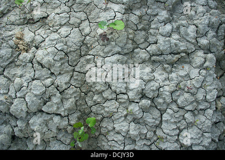 Terra bruciata durante il periodo di siccità. Foto Stock