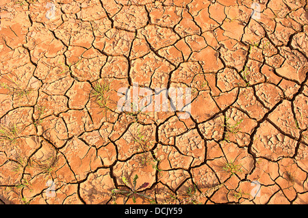 Terra bruciata durante il periodo di siccità. Foto Stock