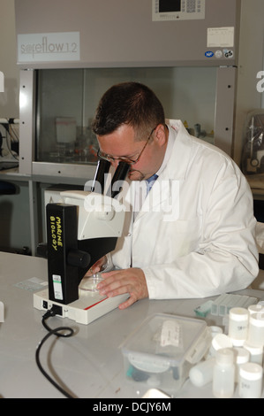 Uno scienziato utilizzando un microscopio ad intraprendere ricerche micological a Plymouth University Devon, Inghilterra, Regno Unito Foto Stock