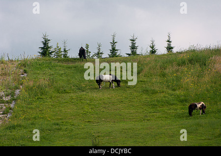 Pony di pascolare su per la collina. Foto Stock