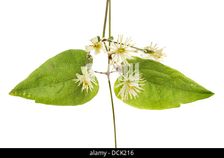 Clematide selvatico, Clematis vitalba, fiori e fogliame isolata contro bianco Foto Stock