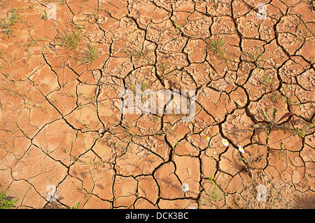 Terra bruciata durante il periodo di siccità. Foto Stock