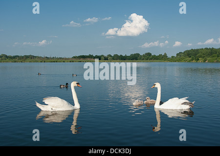 Famiglia di cigni su un laghetto. Foto Stock