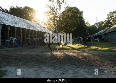 Il 4 agosto 2013. Saratoga Raceway, New York. Corse di purosangue cavallo dopo allenamento mattutino in Oklahoma percorso training. Foto Stock