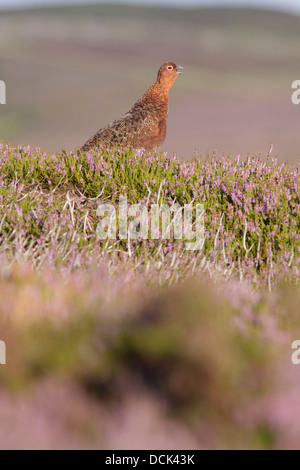 Red Grouse (Lagopus lagopus scoticus) maschio adulto, in piedi in fioritura heather, brughiere, Swaledale,Yorkshire Dales, UK, Agosto Foto Stock