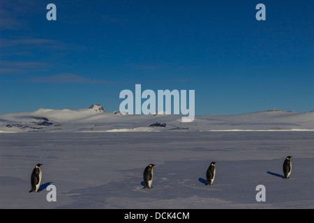 I pinguini marzo in una linea lungo il mare di ghiaccio vicino a Ross Island, Antartide Foto Stock