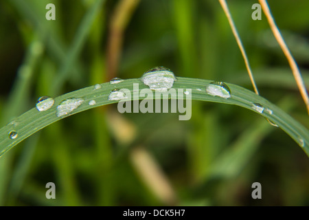 Macro gocce di acqua sulle foglie Foto Stock