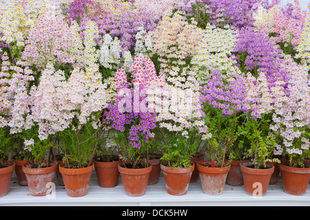 Butterfly fiori che crescono in pentole di creta Foto Stock