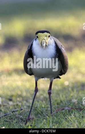 Dallo sperone Plover o pavoncella o mascherato Pavoncella Vanellus miglia Foto Stock