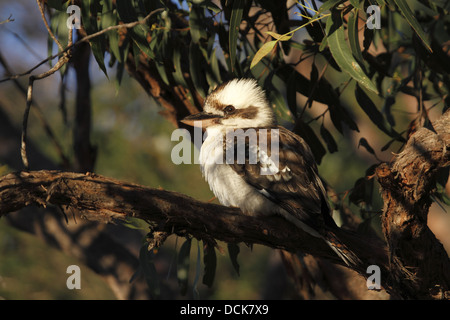 Ridendo kookaburra in una palude gum tree Foto Stock