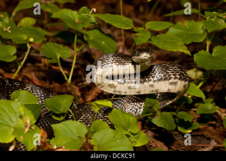 Un nero orientale biacco - Pantherophis alleghaniensis - in un atteggiamento difensivo posizione di battuta Foto Stock