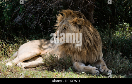 Lion avente un periodo di riposo in una sfumatura Foto Stock