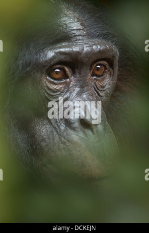 Bonobo o scimpanzé nano Pan paniscus Foto Stock