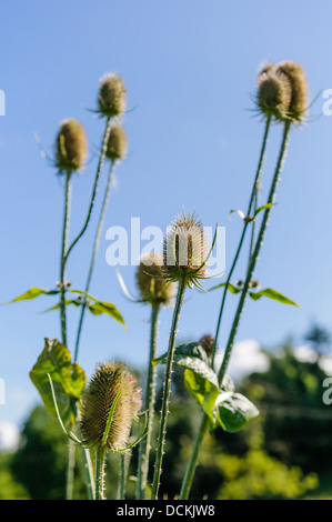 Teste di semi di piante da tè (Dipsacus fullonum) utilizzati per sollevare il pelo di tessuto di lana. Foto Stock