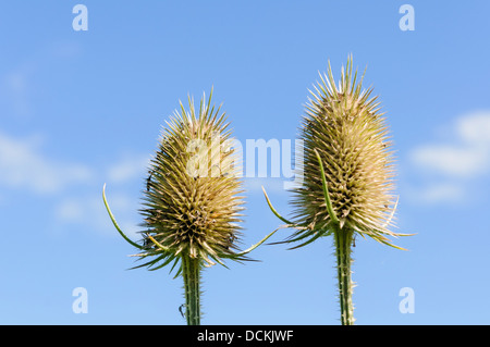 Teste di semi di piante da tè (Dipsacus fullonum) utilizzati per sollevare il pelo di tessuto di lana. Foto Stock