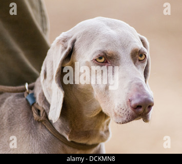 Ritratto di un cane Weimaraner; un puntatore Hunter Retriever (HPR) spesso utilizzato come un lavoro di cane Foto Stock