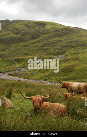 Highland bestiame nelle Highlands scozzesi Foto Stock