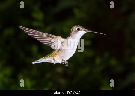 Femmina di ruby-throated hummingbird (archilochus colubris) battenti. Foto Stock