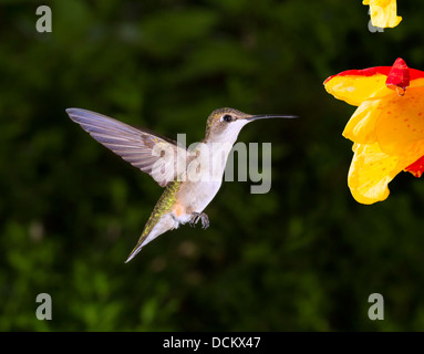 Femmina di ruby-throated hummingbird (archilochus colubris) vicino a un fiore. Foto Stock