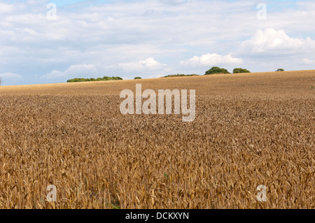 Campo di grano in crescita in Essex tipico paesaggio agricolo. Foto Stock