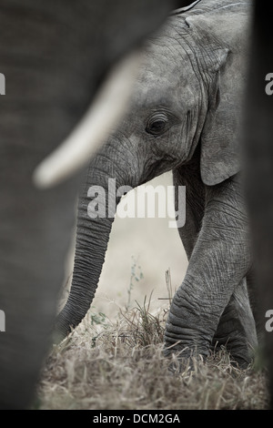 Giovane vitello di elefante con la madre elefante. Parco Nazionale di Tarangire e . Tanzania Foto Stock