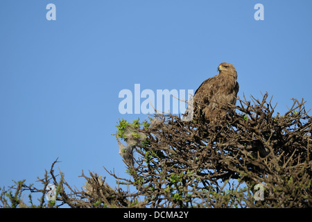 African tawny eagle (Aquila rapax) appollaiato sulla cima di un albero Masai Mara Kenya - Africa orientale Foto Stock